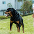 Dog Leash, Braided Rope Traction – Walking Training Lead for Medium/Large Dogs ((1/2") - 2FT, Black)...
