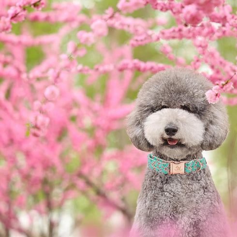 Elegant little tail Dog Collar, Pink Floral Print Pet Collar Summer Dog Collar Pet Collar Dog Cotton Durable Dog Collar Metal Buckle Collar for Sm...