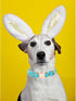 Lionheart glory Easter Dog Collar Colorful Collar for X-Small Dog Collars Easter Egg Print Dog Collars Spring Female or Male Pet Gift Adjustable H...