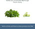 Eclectic Herb - Nettle Quercetin Capsules | Non-GMO, Vegan | 90 CT...