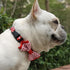 | Designer Dog Collar with Adjustable Bow | Comfortable and Strong | Durable and Cute and Made for Adventure | 5 Designs in 4 Sizes | Small, Mediu...