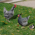 HOMSFOU 1 Set Chicken Yard Art Acrylic Decorative Garden Stakes Acrylic Hen Sculpture Animal Lawn Ornament for Patio Lawns Backyard Garden Decor...