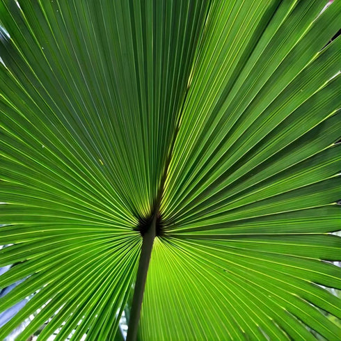 1 piece Natural dried palm leaves palm fan?hand fan?Best gear for outdoor camping in summer (Style 1)...