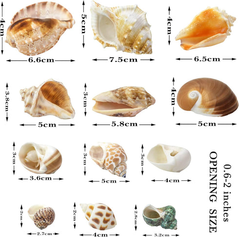 Hermit Crab Shell - Openning Size 0.6"-2" Medium to Large Growth Turbo Seashells Natural Sea Shells for Hermit Crab Supplies, Aquarium Décor, Naut...