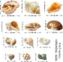 Hermit Crab Shell - Openning Size 0.6"-2" Medium to Large Growth Turbo Seashells Natural Sea Shells for Hermit Crab Supplies, Aquarium Décor, Naut...