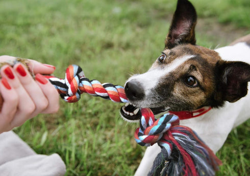 Fida Dog Rope Toys 4 Pack, Puppy Teething Sturdy Cotton Chew Tug Ropes Indoor/Outdoor, Exercise Interactive Tug o'war Toys Set for Boredom Small-M...