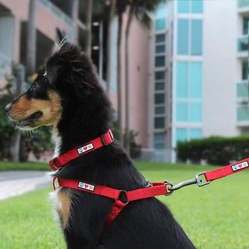 Pawtitas Solid Color Step in Dog Harness or Vest Harness Dog Training Walking of your Puppy Harness Medium Dog Harness Black Dog Harness...