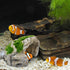 Aquarium Cave Decorations for Small Fish, Betta, Reptile Hide, Resin Ornaments for 5 to 15 Gallon Fish Tank, Reptiles & Amphibians Habitat Decor A...