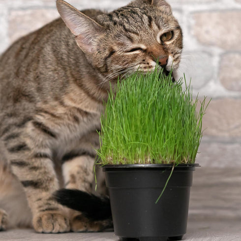 Organic Potting Soil for Indoor Cat Grass, Great Seedling Soil for Wheat Grass, bermuda, catnip, and All Indoor Herb Plants...