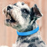 PetJoy Shock Collar Replacement Collar Strap, Reflective Dog Collars Strong, Durable & Adjustable Dog Collar- 2 Piece Set Collar for Dogs...