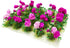 20Pcs Miniature Flower Cluster Grass Flower Tufts for Mini Dollhouse Fairy Garden Railway Simulated Static Scenery Micro Landscape Model (Rose)...