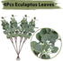 60 Pcs White Sage Green Balloons Latex Balloons with Artificial Eucalyptus Leaves Confetti Balloons for Birthday Baby Bridal Shower Wedding Party ...