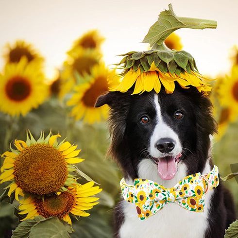 Spring Dog Collar - Sunflower Dog Collar Bows for Dogs Bowtie Pet Collar Adjustable Dog Collar Girl Dog Collar for Small Dogs...