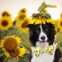 Spring Dog Collar - Sunflower Dog Collar Bows for Dogs Bowtie Pet Collar Adjustable Dog Collar Girl Dog Collar for Small Dogs...