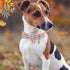 Faygarsle Bow Tie Halloween Fall Dog Collar for Small Medium Large Dogs Fashionable Cute Collars for Male Female Dog Cotton Collar with Metal Buck...