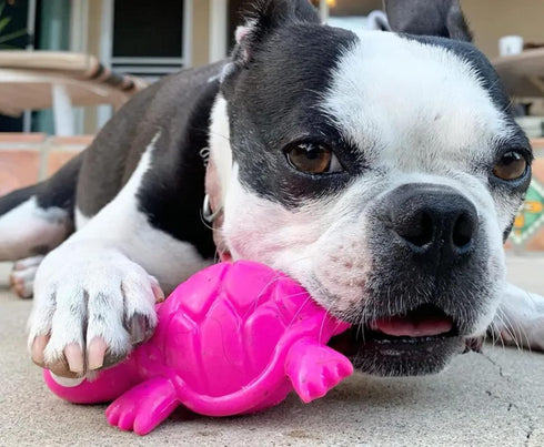 Small Fuchsia 3-Play Turtle Dog Toy with Ecolast Recycled Material - Tough & Sustainable Chew Toy for Dogs & Puppies/Treat Dispenser/Floats above ...