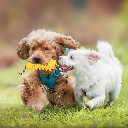 Jenilily Durable Dog Chew Toys for Aggressive Chewers, Puppy Teeth Chew Sticks for Small, Medium, Large Breeds...