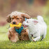 Jenilily Durable Dog Chew Toys for Aggressive Chewers, Puppy Teeth Chew Sticks for Small, Medium, Large Breeds...