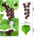Meiliy 8FT 5pcs Artificial Greenery Chain Grapes Fake Vines Leaves Foliage Simulation Fruits for Home Room Garden Wedding Garland Outside Decorati...