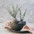 36pcs Artificial Eucalyptus Leaves Stems Real Grey Green Touch Leaf Branches for Home Office Flowers Bouquet Centerpiece Wedding Decoration...