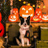 Maca Bates Halloween Pumpkin Dog Collar with Bow Bowtie for Dogs Sailor Bow Tie Adjustable Breakaway Cute Collars Accessories Fall Gift for Small ...