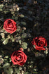 Floroom Artificial Flowers 25pcs Real Looking Dark Red Foam Fake Roses with Stems for DIY Wedding Bouquets Bridal Shower Centerpieces Party Decora...