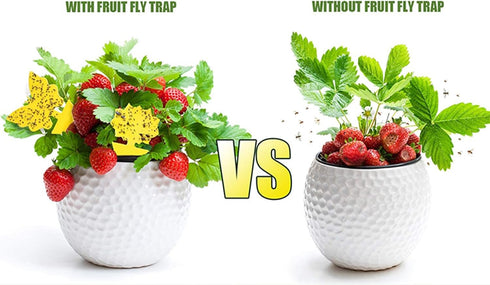 Fruit Fly Sticky Traps (40-Pack) - Ready-to-Use Plant Traps for Fruit Flies, Moths, Gnats, Aphids, and Flying Insects - Yellow Sticky Bug Trap wit...