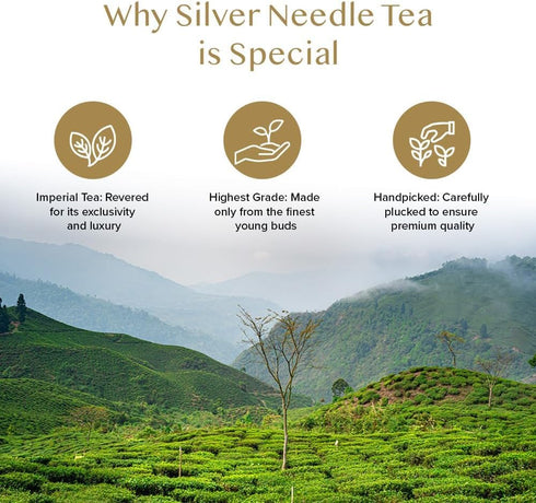 VAHDAM, Silver Pine Needle White Tea Loose Leaf 50g | Caffeine Free, Gluten Free | Pure Unblended Loose Leaf Tea | Vacuum Sealed | Brew As Hot, Ic...