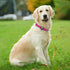azuza Reflective Dog Collar,Soft Neoprene Padded Pet Collar with ID Tag Ring,Adjustable for Large Dogs,Hot Pink,L...