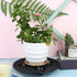 4 Pcs Plant Level Pot Elevator, Heavy Duty Plant Stand, Black Round Plant Flower Pot Holder Plastic Plant Risers for Indoor Outdoor Garden Deck Fl...