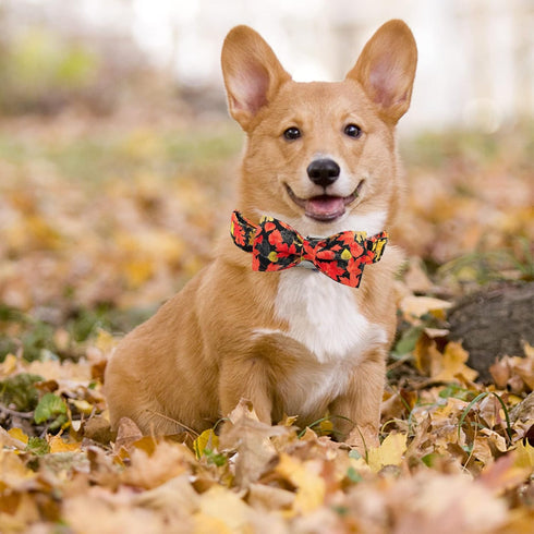 Elegant little tail Dog Collar with Bow - Fall Dog Collar Maple Leaf Bow Girl Boy Pet Collar Gift Soft Dog Bowtie Collars for X-Small Puppy...