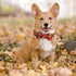 Elegant little tail Dog Collar with Bow - Fall Dog Collar Maple Leaf Bow Girl Boy Pet Collar Gift Soft Dog Bowtie Collars for X-Small Puppy...