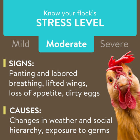 Recover Plus Moderate Stress Probiotic Water Supplement for Chickens with Electrolytes & Oregano, 8 oz...
