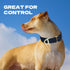 Martingale Dog Collars, Adjustable Nylon Dog Collar with Quick Release Buckle, No Choke Dog Training Collar for Small Medium Large Dogs (Blue, M)...