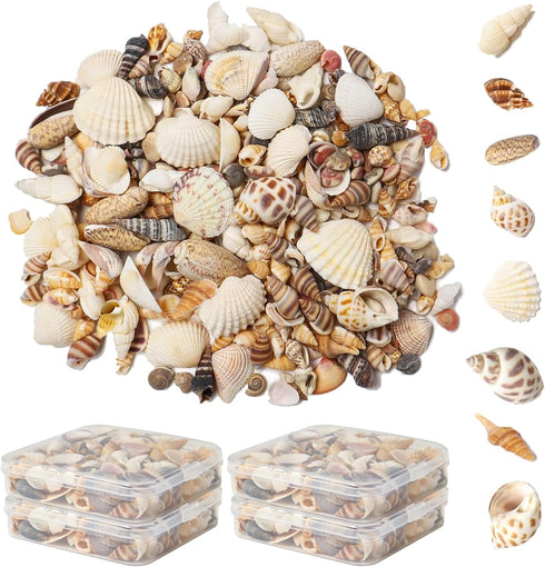 Ira Pollitt Tiny Natural Mixed Ocean Sea Shells Tiny Miniature Beach Critter Seashells Variety Beach Decor Crafts for Arts & Crafts Projects, Home...