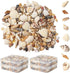 Ira Pollitt Tiny Natural Mixed Ocean Sea Shells Tiny Miniature Beach Critter Seashells Variety Beach Decor Crafts for Arts & Crafts Projects, Home...