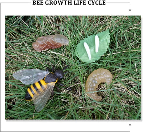 Bee Growth Life Cycle Insect Life Cycle Figurines of Bee, Bee Figurine Model Set with 4 Instruction Cards, Realistic Animal Growth Cycle Model, Ed...