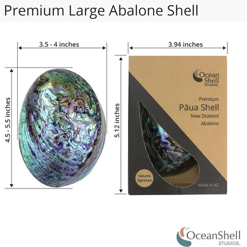 Polished Abalone Shell, 4.5" to 5.5", in Gift Box, for Smudging, Cleansing, Meditation, Home Décor and to Gift. 100% Natural Shell - Sustainably S...