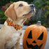 Halloween Dog Collars for Large Dog with Bow Tie,Fall Scary Pumpkin Dog Collar with Safety Metal Buckle Adjustable Puppy Collars for Small Medium ...