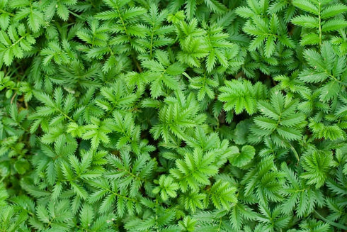 Health Embassy Silverweed Herb | Potentilla Anserine L. - Anserinae Herba | 100% Natural (50g)...