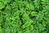 Health Embassy Silverweed Herb | Potentilla Anserine L. - Anserinae Herba | 100% Natural (50g)...