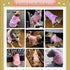Security Dog Hoodies Dog Clothes Apparel Winter Sweatshirt Warm Sweater Cotton Puppy Small Dog Hoodie for Small Dog Medium Large Dog Cat (Pink, XX...