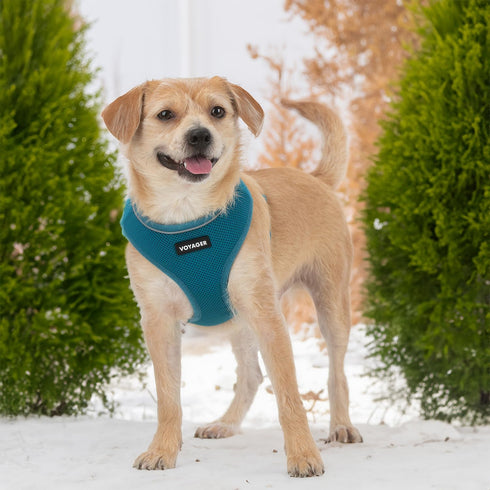 AeroLite No Pull Mesh Dog Harness with Lightweight, Soft, Breathable Chest Coverage, Reflective Stitching, and Adjustable Straps for Walking, Runn...