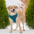 AeroLite No Pull Mesh Dog Harness with Lightweight, Soft, Breathable Chest Coverage, Reflective Stitching, and Adjustable Straps for Walking, Runn...