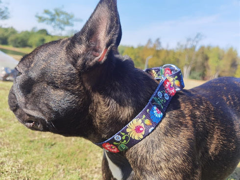 Heavy Duty Nylon Dog Collar, Adjustable Martingale Dog Collar for Walking Training Boy and Girl Dogs Medium Large Dogs (L:45-53CM, Gold)...