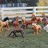 Safari Ltd. Horses TOOB - 12 Hand-Painted Mini Figurines Including Friesian, Haflinger, Stallion, Bay, Chestnut, Jutland, Trakehner, Clydesdale, &...