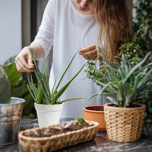 Small Plant Pots Plastic Planters with Tray and Drainage Holes for Indoor Outdoor Plants Succulent and Flowers Modern Home Decoration Gift Idea 9 ...