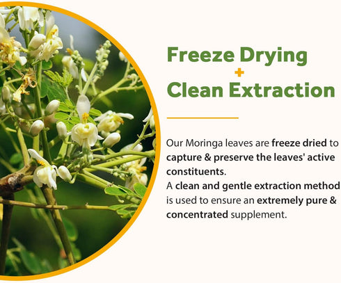 Doctor's Recipes Moringa Capsules, Made with Moringa Powder Organic, 10,800 mg Strength Per Serving, 50:1 Extract, Green Superfood, Skin, Immune &...