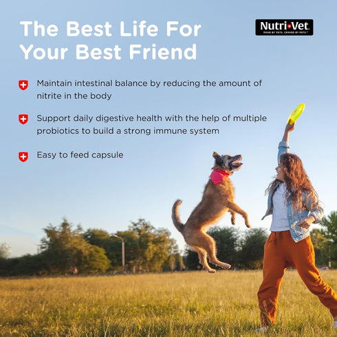 Nutri-Vet Probiotics Capsules for Dogs | Supports Digestive Health | For All Size Dogs | Promotes Healthy Immune System | Vet Formulated | 60 Coun...