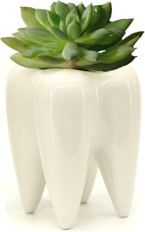 Ceramic Tooth Shaped Pen Pencil Toothbrush Holder Pot Succulent Plant Pot Home Office School Dentists Gift Ideal Gifts for Women, Mom or Birthdays...